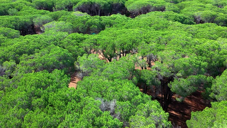 Nature-Based Solutions in Africa: Ecosystem Restoration, Climate Resilience, and Green Jobs